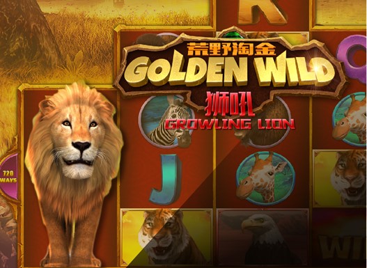 Golden Wild – Growling Lion
